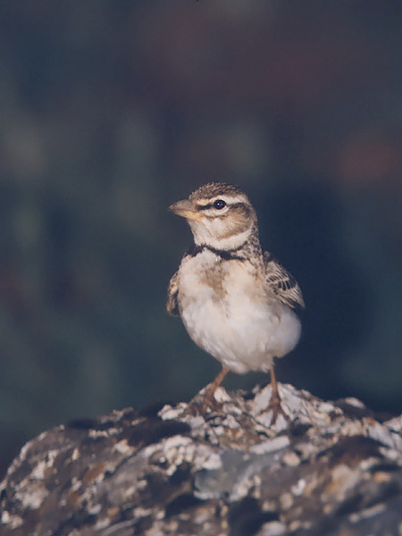 Ylänkökiuru, Bimaculated Lark, Melanocorypha bimaculata
